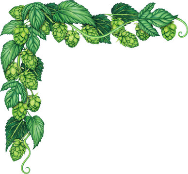 Watercolor hand drawn hops