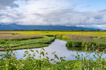 Alnus alnobetula is a common tree widespread across much of Europe, Asia, and North America. Alnus viridis, the green alder, Alnus alnobetula subsp. fruticosa.  Potter Marsh Wildlife Viewing Boardwalk