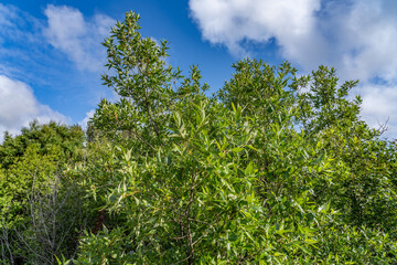Willows, also called sallows and osiers, of the genus Salix, Potter Marsh Wildlife Viewing Boardwalk, Anchorage Alaska