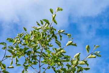 Willows, also called sallows and osiers, of the genus Salix, Potter Marsh Wildlife Viewing Boardwalk, Anchorage Alaska