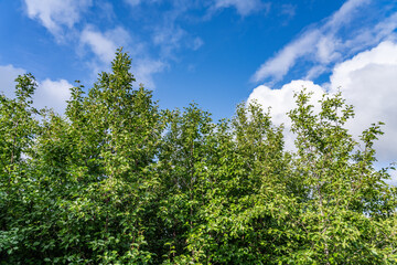 Alnus alnobetula is a common tree widespread across much of Europe, Asia, and North America. Alnus viridis, the green alder, Alnus alnobetula subsp. fruticosa. Potter Marsh Wildlife Viewing Boardwalk
