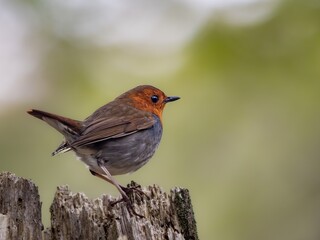 Fototapeta premium 森の中で枯れ木に留まっているコマドリの雄