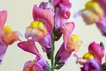 Wunderschöne Blüten eines Löwenmäulchens in Nahaufnahme vor hellem Hintergrund