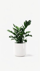 Green Indoor Plant in White Pot on Light Background