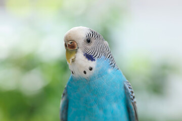 Pet parrot. Cute light blue budgerigar on blurred background, closeup