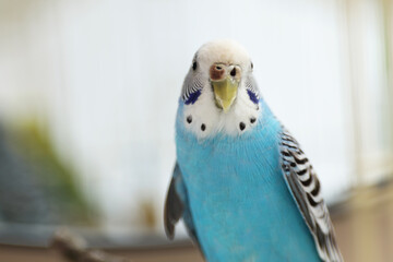 Pet parrot. Cute light blue budgerigar at home, closeup