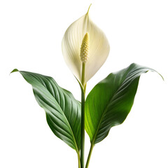 Obraz premium single peace lily flower long stem isolated on white background