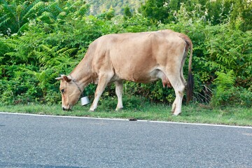 cow in the field