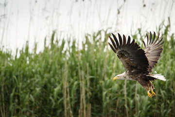 White tailed eagle in wild nature