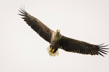 Naklejka premium White tailed eagle in wild nature