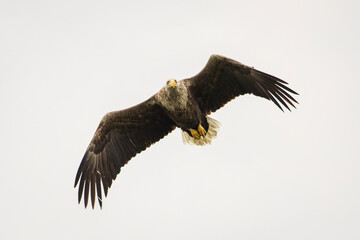 White tailed eagle in wild nature