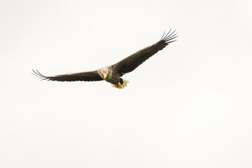 White tailed eagle in wild nature
