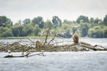 White tailed eagle in wild nature