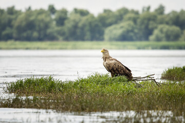White tailed eagle in wild nature