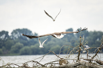 White tailed eagle in wild nature