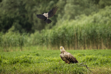 White tailed eagle chased by a craw