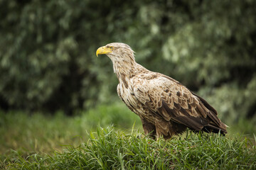 White tailed eagle in wild nature