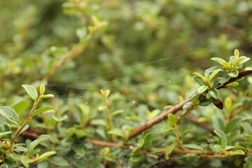 Cobweb on green cotoneaster shrub outdoors, closeup
