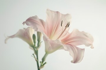 Fototapeta premium Delicate Pink Lily