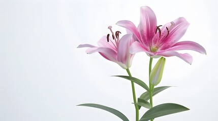 Naklejka premium Pink Lily Flower Close-Up