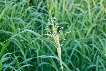 close up of green grass
