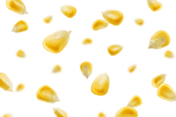 Falling Corn Seed isolated on white background, selective focus