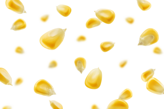 Falling Corn Seed isolated on white background, selective focus