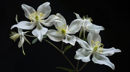 Columbine: Elegant and complex, columbines embody themes of innocence and folly. Their distinctive flowers enhance the beauty of wildflower gardens.
