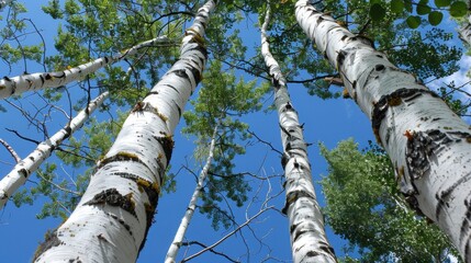 Fototapeta premium Birch (Betula): Featuring distinctive white bark and triangular leaves, birches are pioneer species in forest succession and are valued for their medicinal properties. 