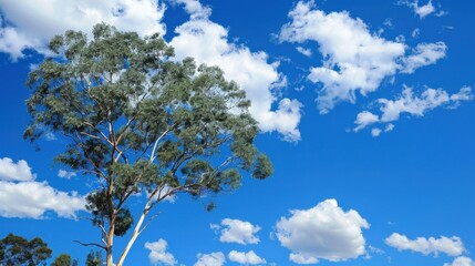 Obraz premium Eucalyptus (Eucalyptus): Eucalyptus trees are recognized for their aromatic foliage and distinctive bark. They are vital for their oil and timber, contributing significantly to various sectors. 