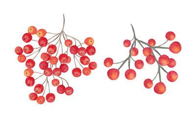Bunch of red-orange rowan berries. Botanical watercolor illustration. Hand drawn isolated clipart. Autumn holidays, Thanksgiving, Halloween. For printing on cards, stickers, notebooks, dishes