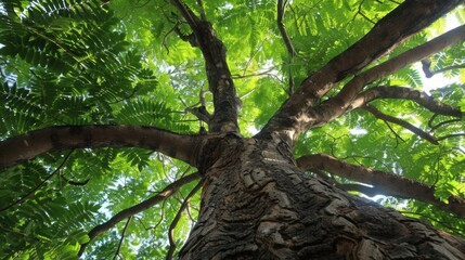 Fototapeta premium Teak (Tectona grandis): Tropical trees with large leaves, teak is valued for its premium timber, making it ideal for furniture and shipbuilding due to its resilience and beauty. 