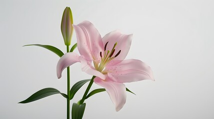 Pink Lily Blossom with Bud