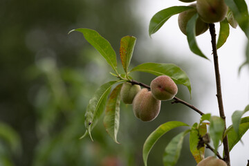 Fresh, sweet peaches growing in the summer garden. Beautiful summer scenery of Latvia, Northern Europe.