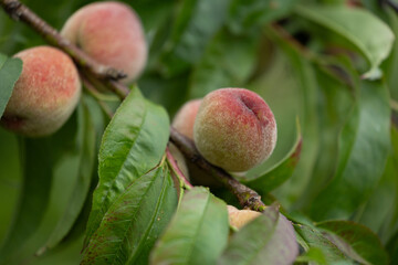 Fresh, sweet peaches growing in the summer garden. Beautiful summer scenery of Latvia, Northern Europe.
