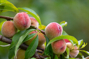 Fresh, sweet peaches growing in the summer garden. Beautiful summer scenery of Latvia, Northern Europe.