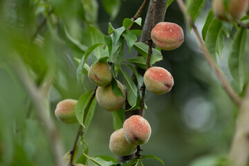 Fresh, sweet peaches growing in the summer garden. Beautiful summer scenery of Latvia, Northern Europe.