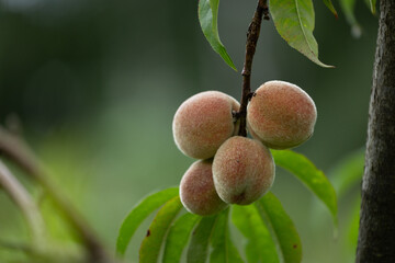 Fresh, sweet peaches growing in the summer garden. Beautiful summer scenery of Latvia, Northern Europe.