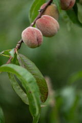 Fresh, sweet peaches growing in the summer garden. Beautiful summer scenery of Latvia, Northern Europe.