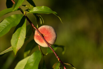 Fresh, sweet peaches growing in the summer garden in a sunny day. Beautiful summer scenery of Latvia, Northern Europe.