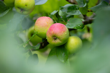 Organic red apples growing in the summer orchard. Beautiful summer scenery of Latvia, Northern Europe.
