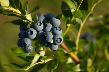 Organic blueberries growing in a sunny garden. Beautiful summer scenery of Latvia, Northern Europe.