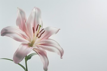 Fototapeta premium Pink Lily Flower Blossom