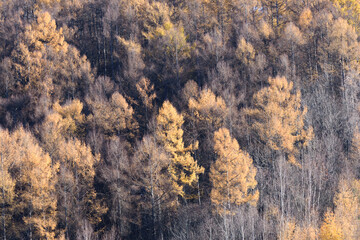 北海道　秋の富良野の紅葉風景