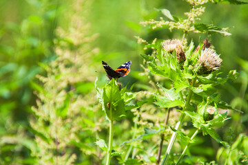 Ein schwarz roter Schmetterling und eine grüne Wiese im Sommer