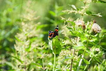 a red black butterfly on a green plant in summer