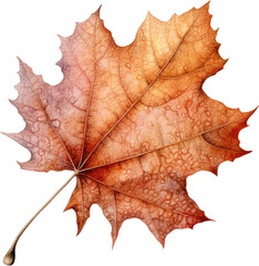 dry leaf in fall autumn leaves weather warm picnic vacation in park natural tree environment sadness aesthetic holidays oak golden outdoor red watercolor cilpart