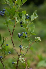 Healthy blueberry bush growing in the organic garden. Beautiful summer scenery of Latvia, Northern Europe.