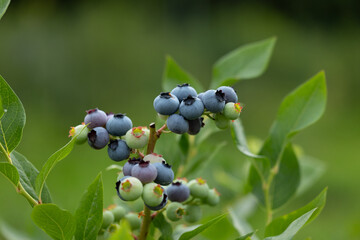 Healthy blueberry bush growing in the organic garden. Beautiful summer scenery of Latvia, Northern Europe.