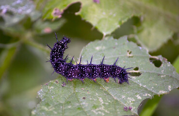A dark purple caterpillar sits on a green leaf. taken in close-up on a light background, in summer